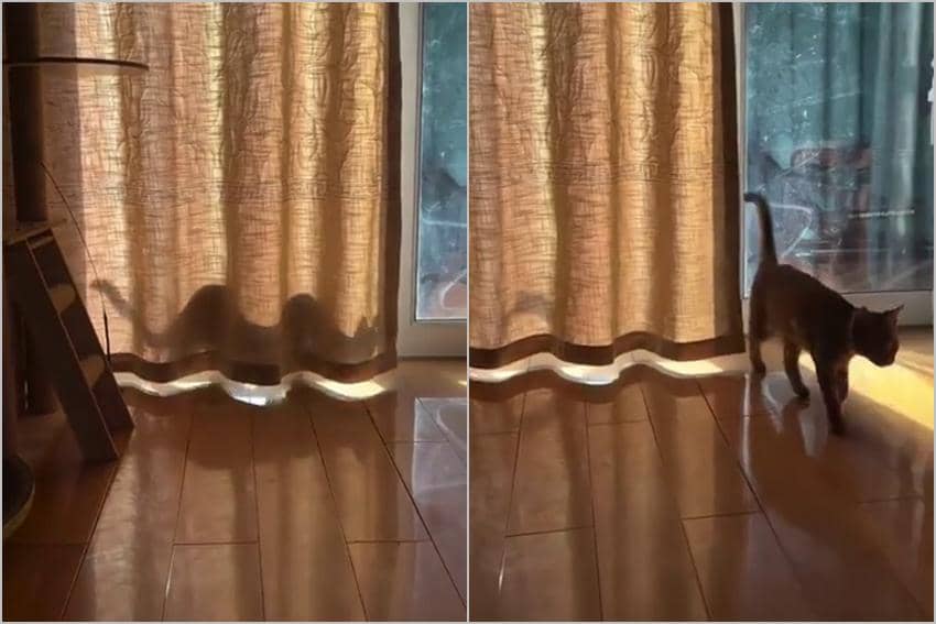 meme kucing dan ular