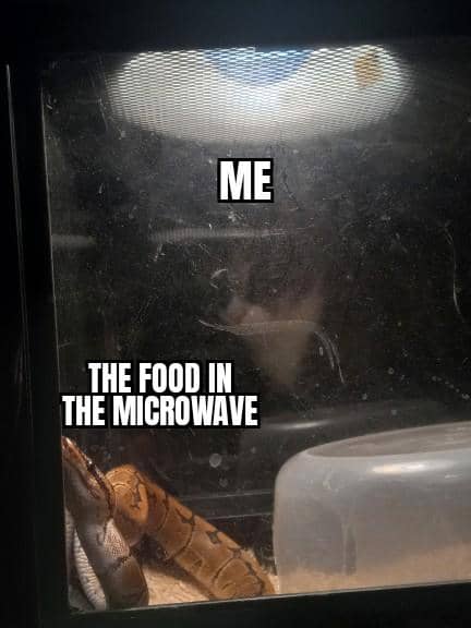 meme kucing dan ular