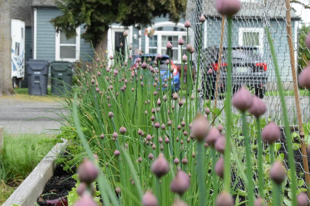 ilustrasi berkebun dengan metode raised bed