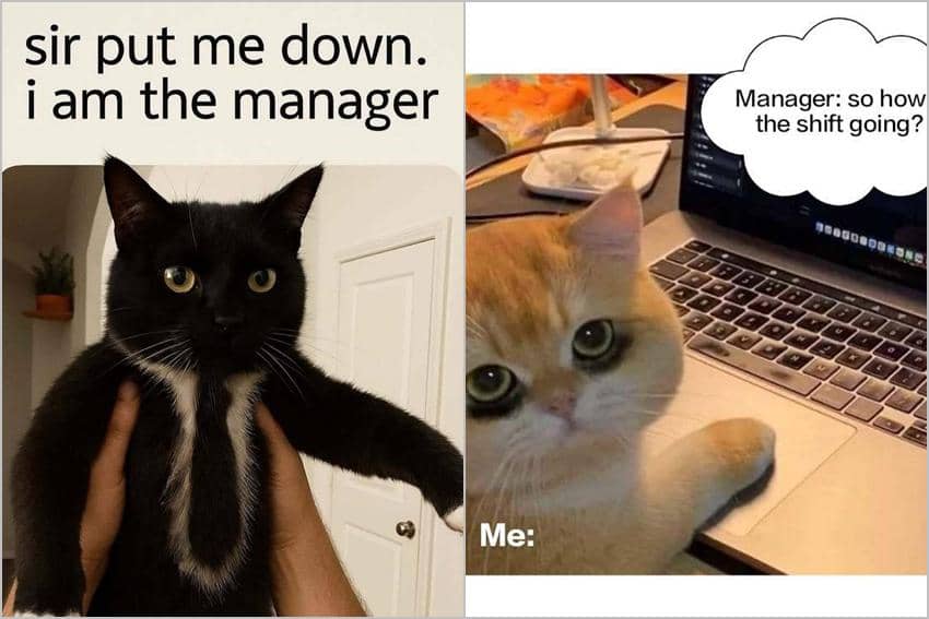 kolase meme kucing tentang manajer