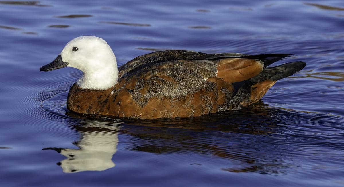 potret paradise shelduck, salah satu hewan yang hidup di Danau Wanaka