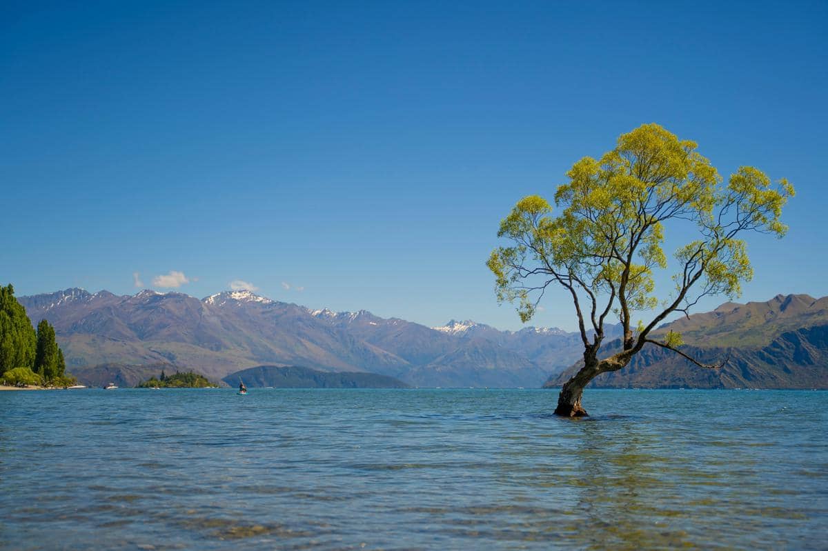 potret That Wānaka Tree yang tumbuh di tepian Danau Wanaka