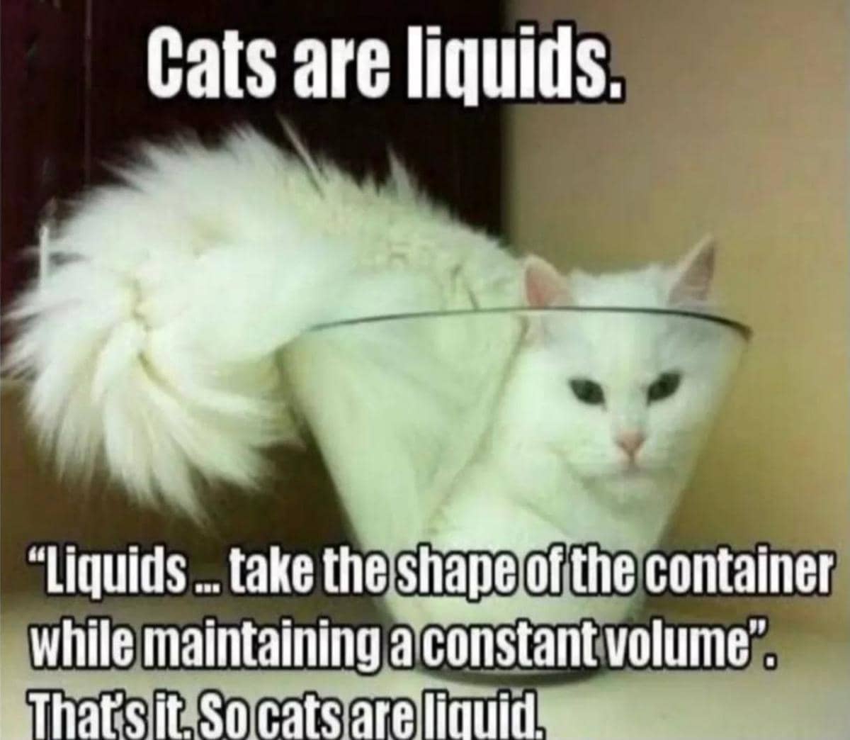 meme bukti kucing adalah cairan