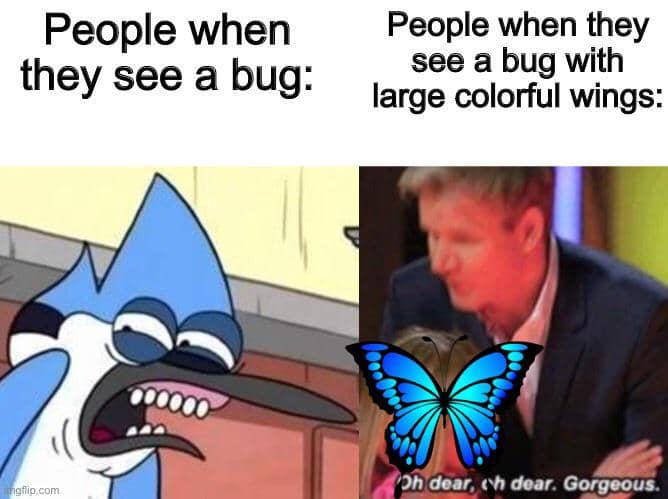 meme kartun tentang serangga