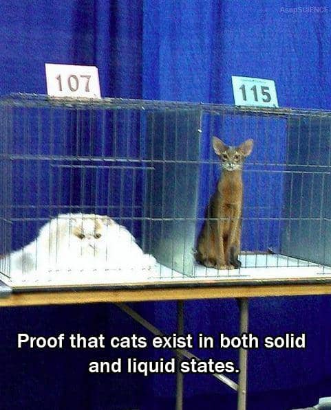 meme bukti kucing adalah cairan