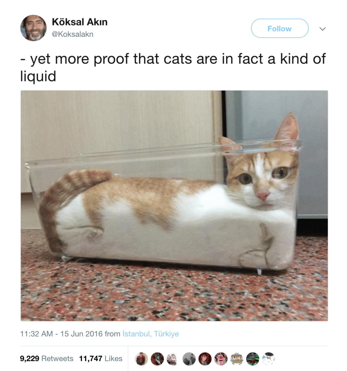 meme bukti kucing adalah cairan