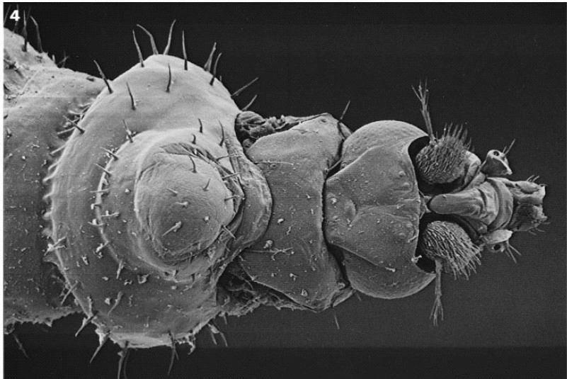 lalat phorid