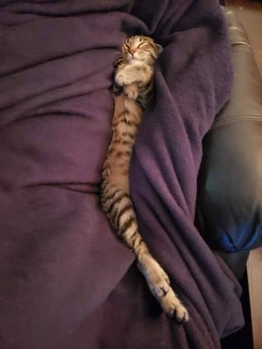 meme bukti kucing adalah cairan