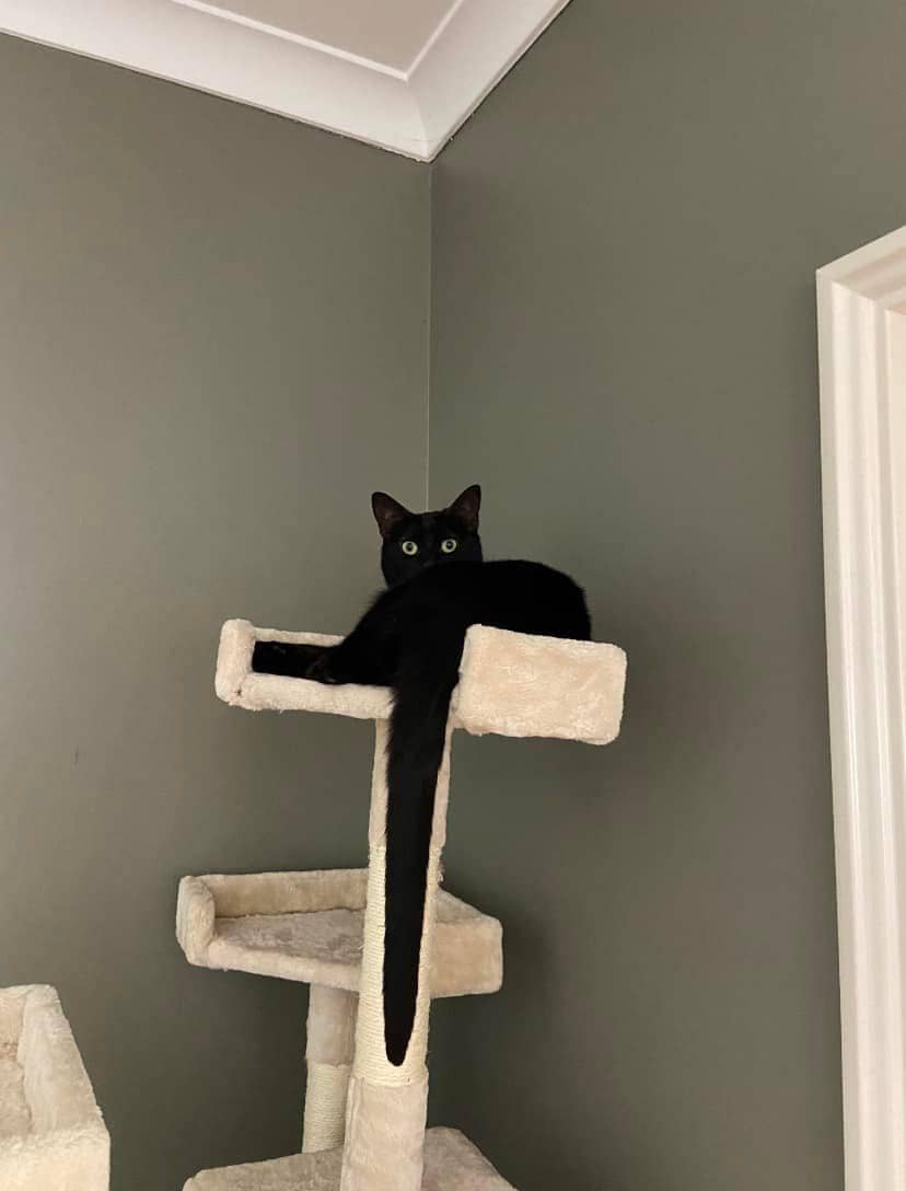 meme bukti kucing adalah cairan