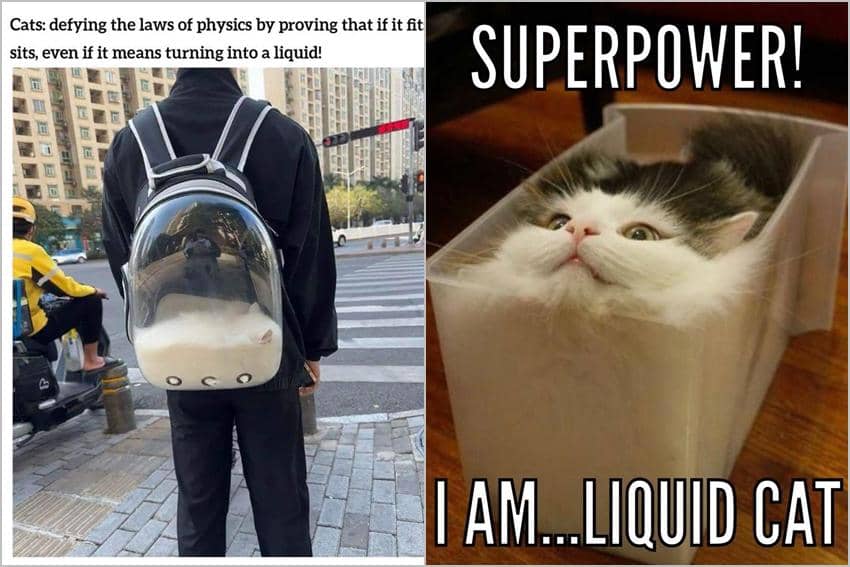 kolase meme bukti kucing adalah cairan