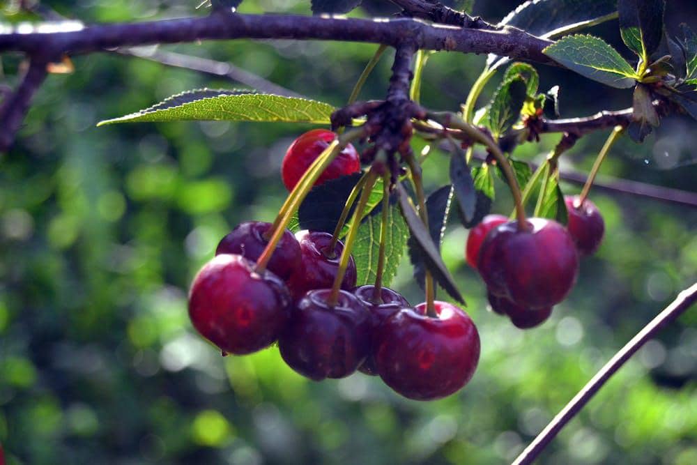 ilustrasi buah ceri segar