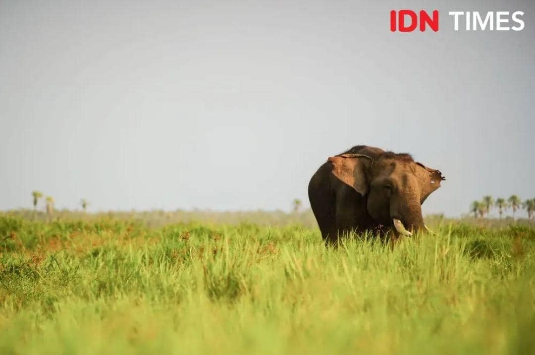 Seekor gajah sumatra di Suaka Margasatwa Padang Sugihan, Sumatra Selatan, Kamis (13/7/2023).