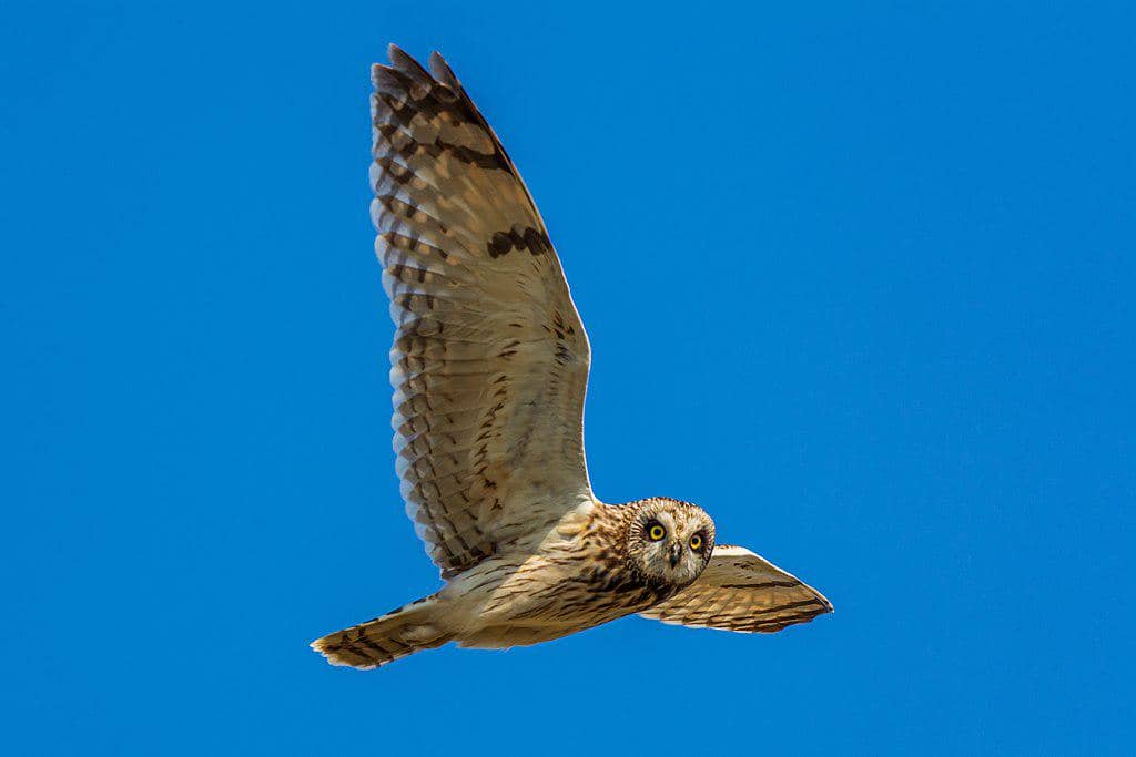 ilustrasi burung hantu