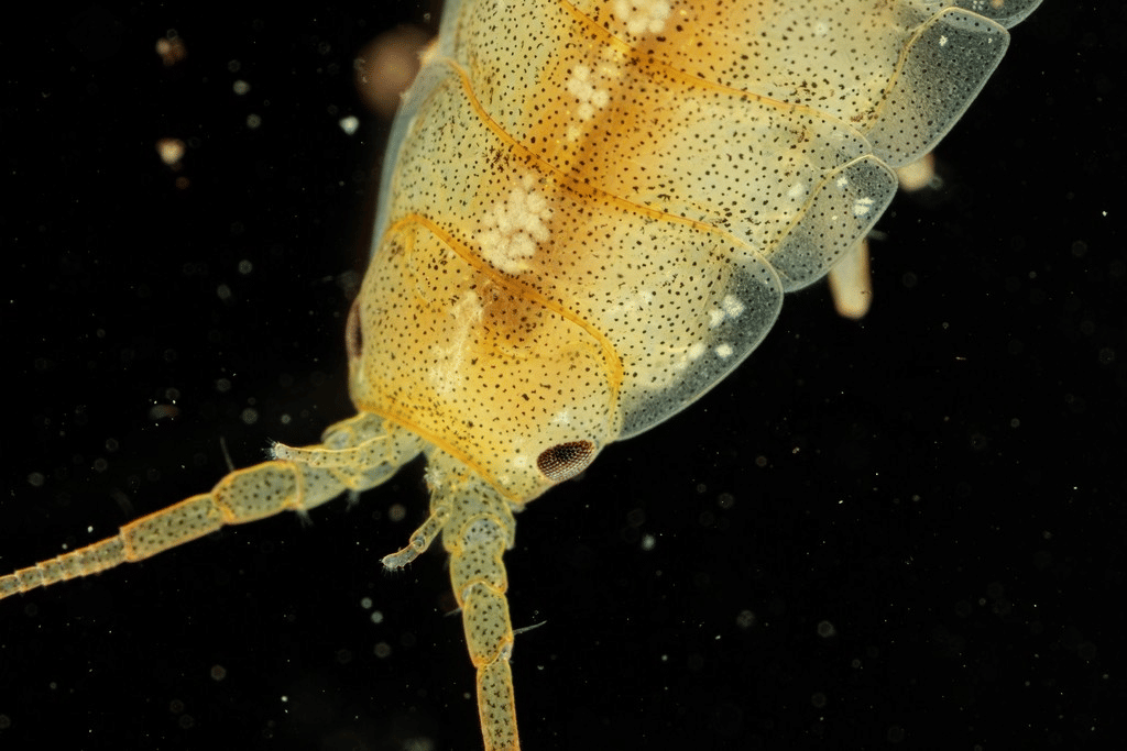 5 Fakta Menarik Isopod Baltik, Pemakan Alga Berukuran Kecil