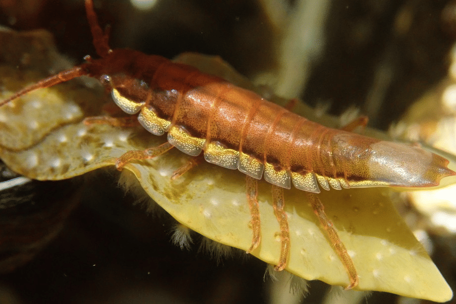 isopod baltik