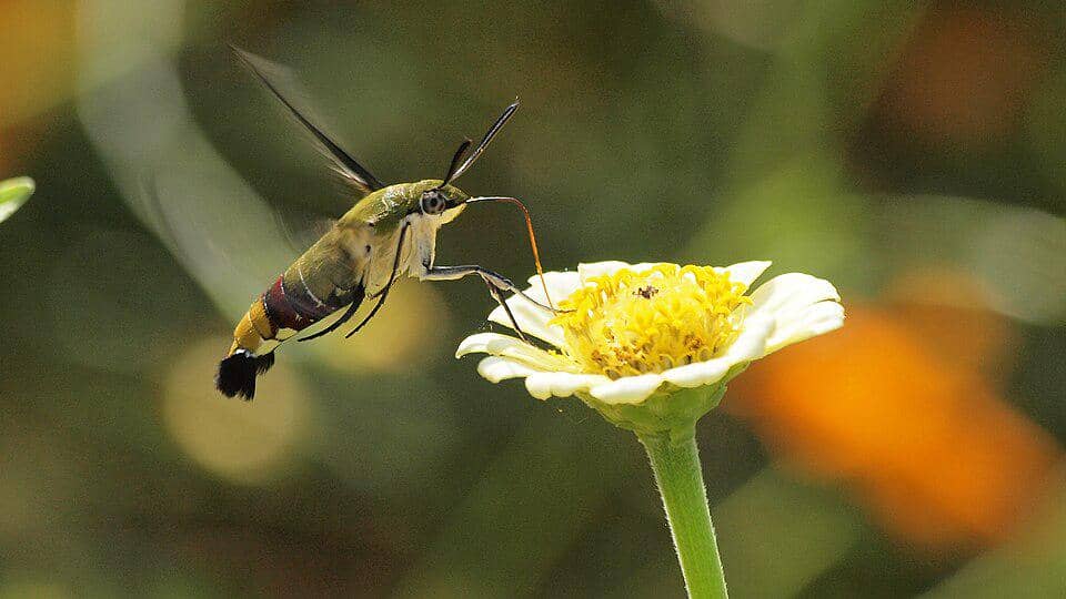 5 Fakta Pellucid Hawkmoth, Ngengat Hijau Unik yang Aktif di Siang Hari