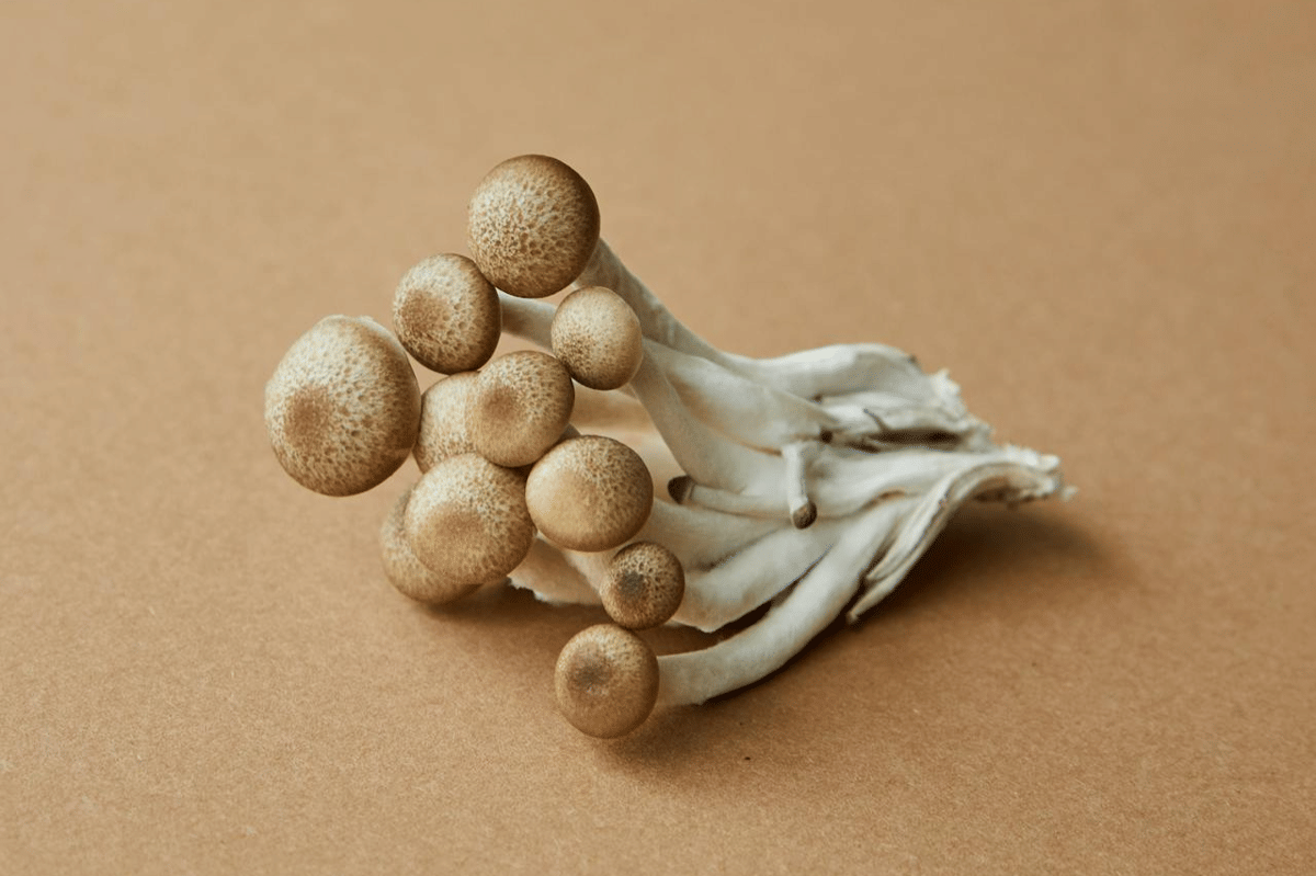 ilustrasi jamur shimeji