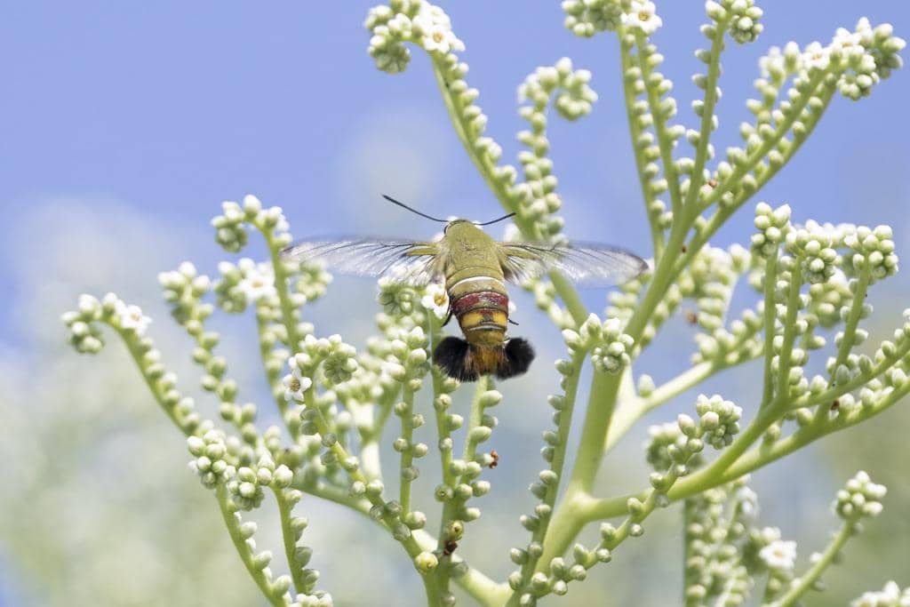 Ngengat Cephonodes hylas