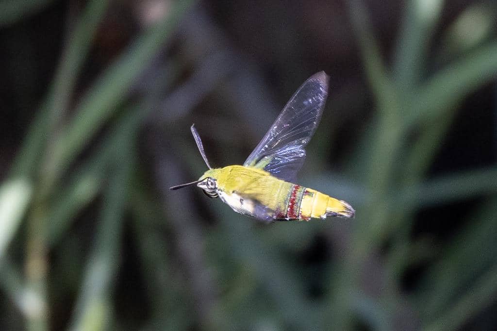 Ngengat Cephonodes hylas