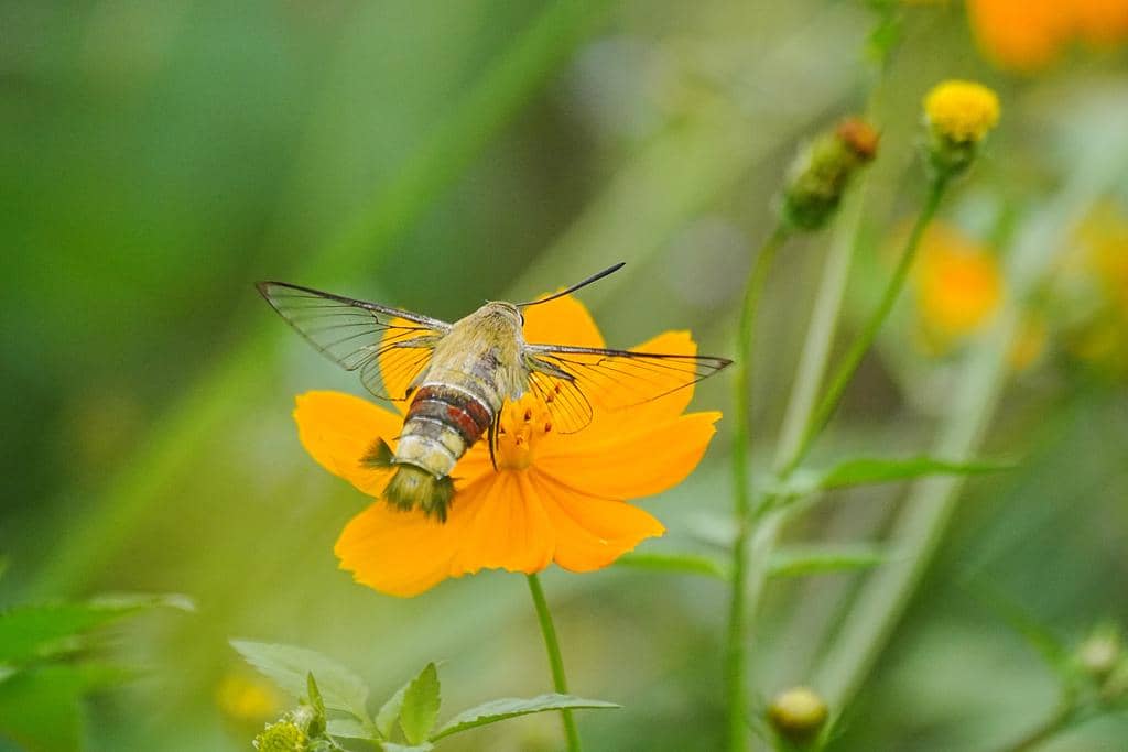 Ngengat Cephonodes hylas