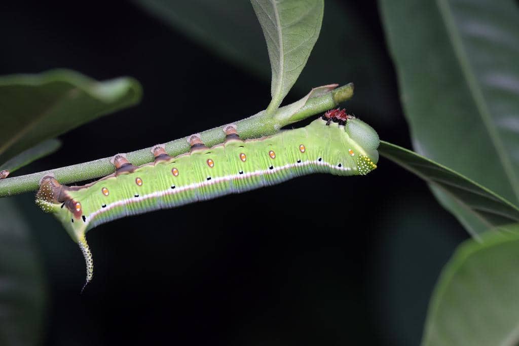 Larva Cephonodes hylas
