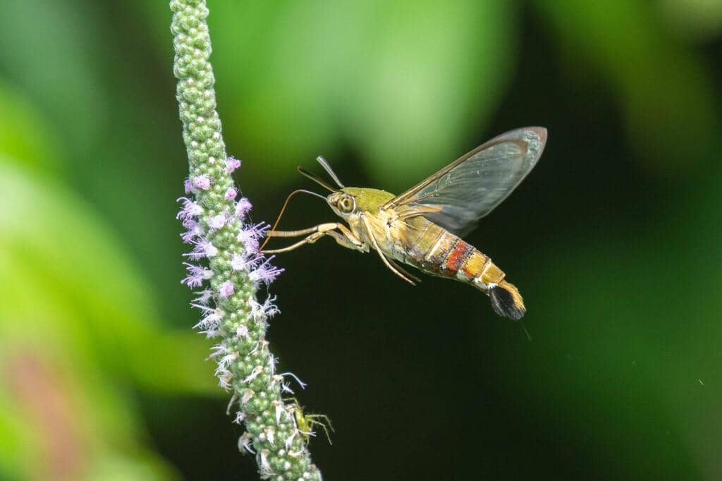 Ngengat Cephonodes hylas