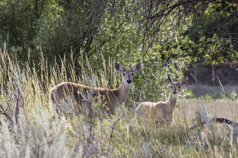 potret rusa yang hidup di kawasan Devils Tower