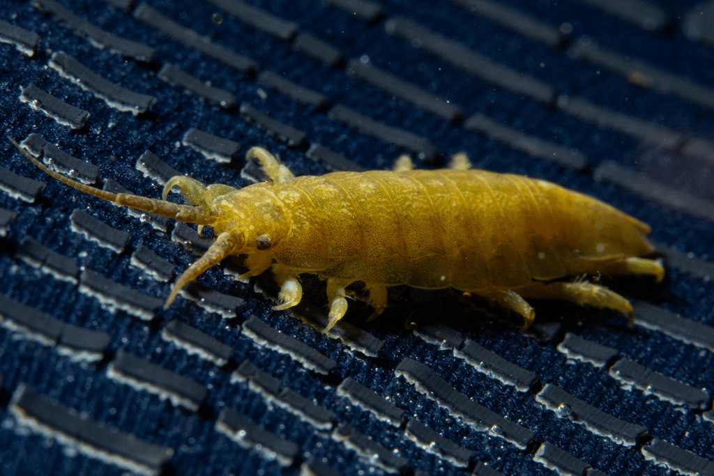 isopod baltik