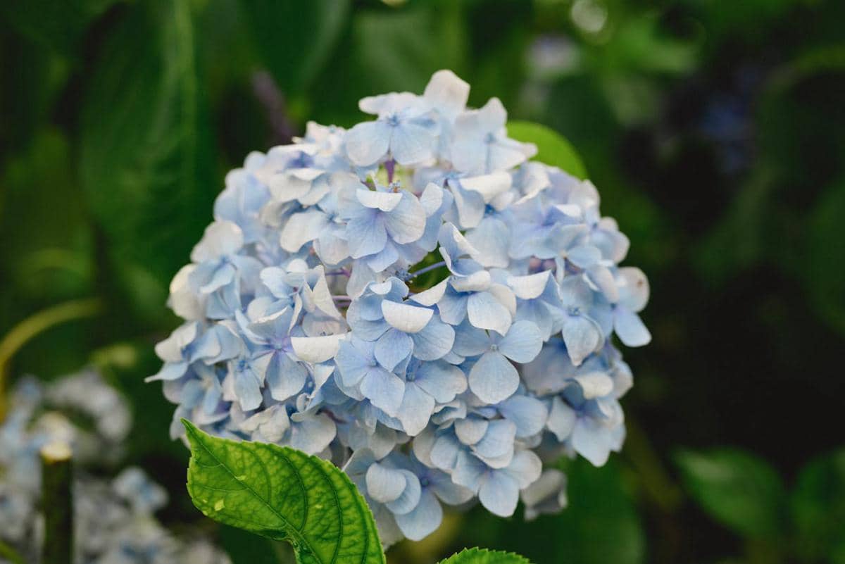 ilustrasi hydrangea