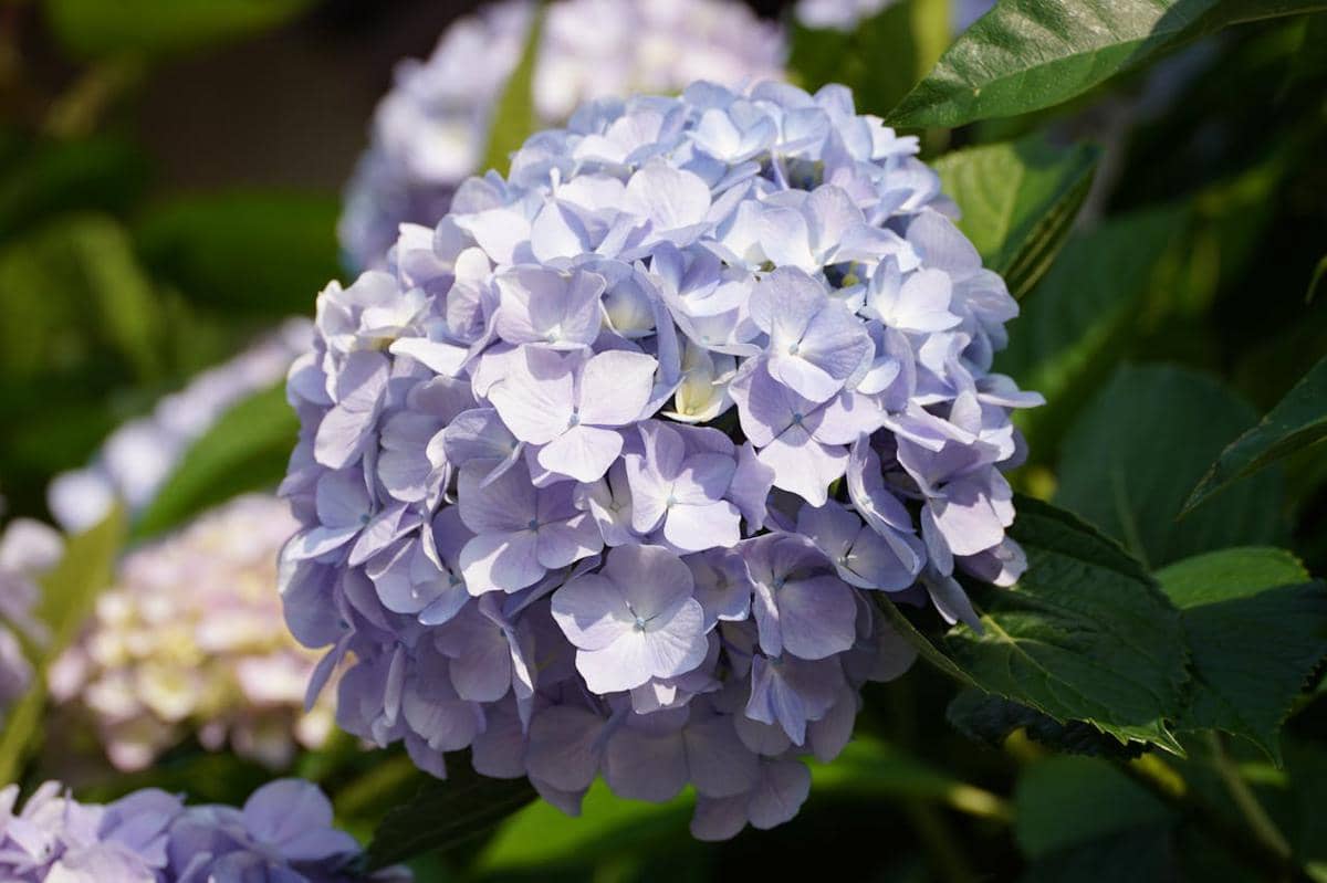 ilustrasi hydrangea