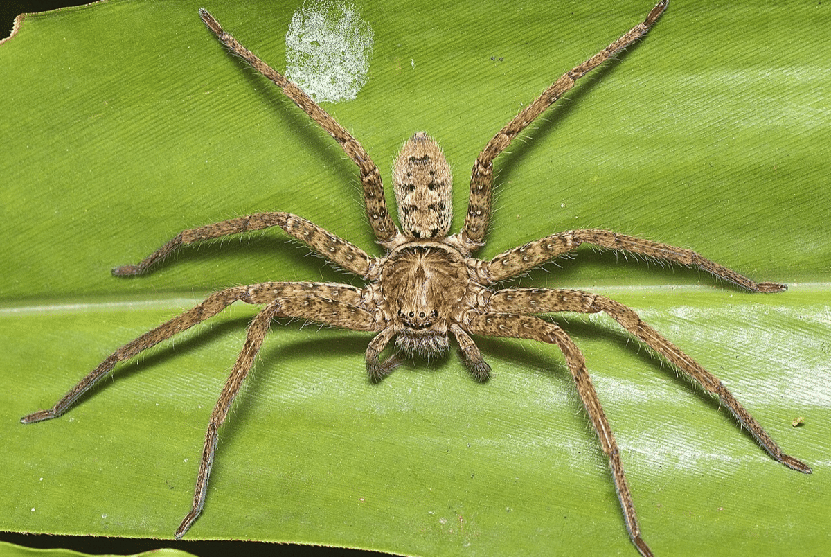 laba-laba pemburu hutan
