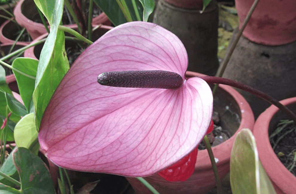 ilustrasi anthurium pastel