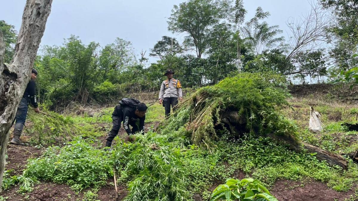 Penemuan tiga hektare ladang ganja siap panen di Empat Lawang (Dok: Polres Empat Lawang)
