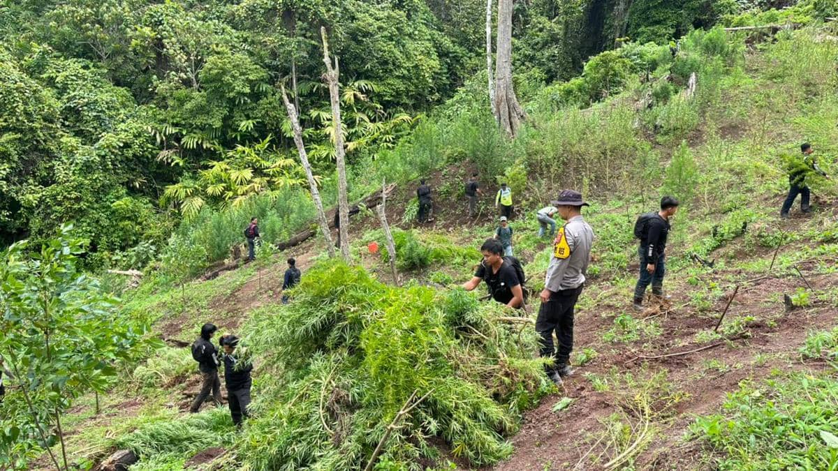 Penemuan tiga hektare ladang ganja siap panen di Empat Lawang (Dok: Polres Empat Lawang)