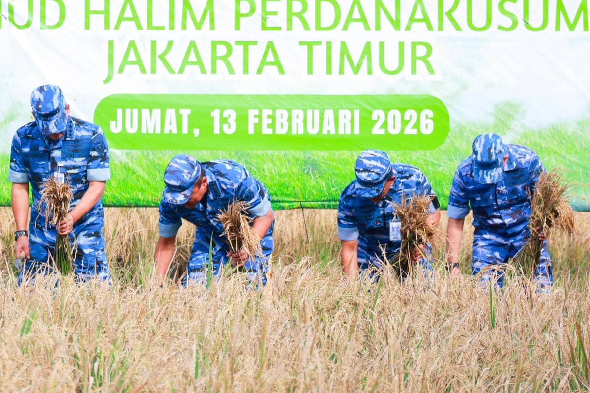 Kepala Staf TNI AU (KSAU), M Tonny Harjono panen padi di Lanud Halim Perdanakusuma. Jakarta Timur, Jumat (13/2/2026) (dok. Dispenau)