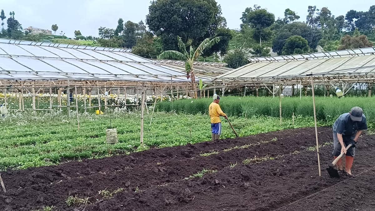 Jalan Panjang Bunga Krisan, Pemanis di Hari Kasih Sayang (Debbie Sutrisno/IDN Times)
