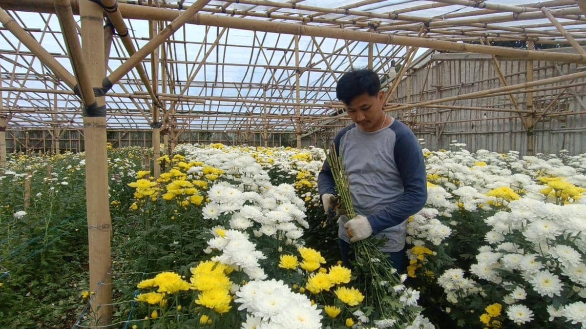 Jalan Panjang Bunga Krisan, Pemanis di Hari Kasih Sayang (Debbie Sutrisno/IDN Times)