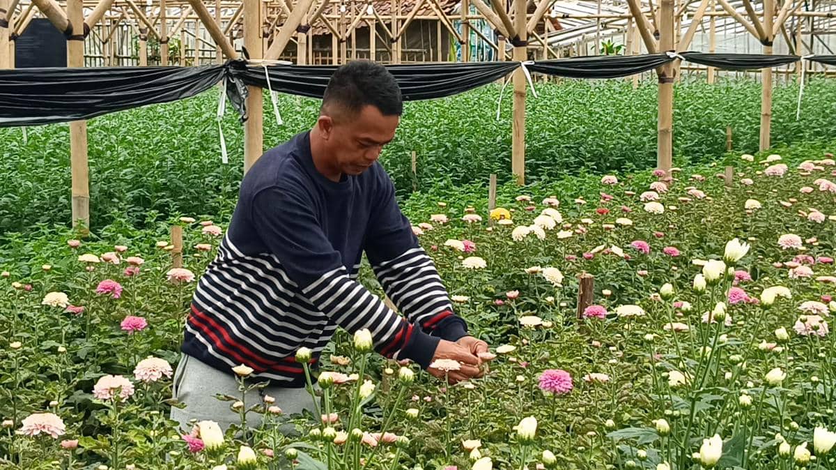 Jalan Panjang Bunga Krisan, Pemanis di Hari Kasih Sayang (Debbie Sutrisno/IDN Times)