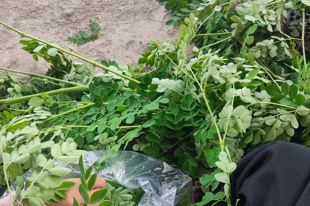 Daun kelor segar yang baru dipetik