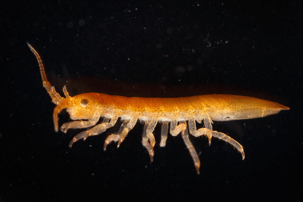 isopod baltik