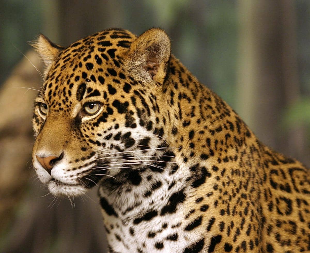 5 Fakta Jaguar yang Memiliki Gigitan Terkuat di Kelas Kucing Besar