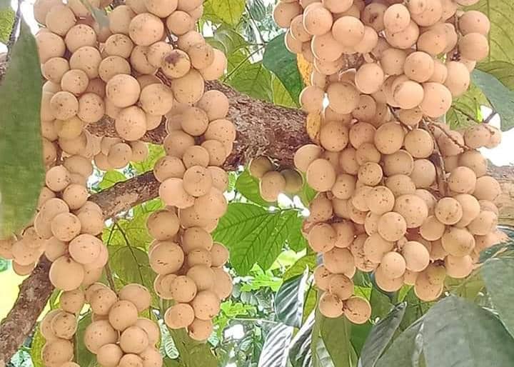 Ilustrasi duku asal Sumsel.