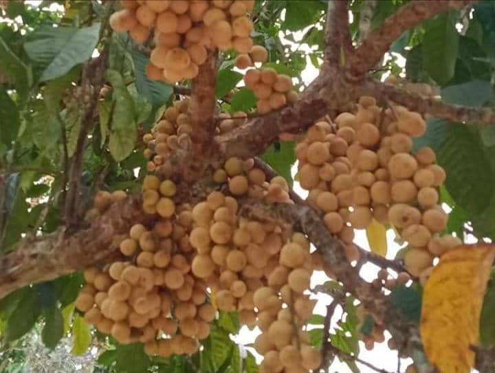 Ilustrasi duku asal Sumsel.