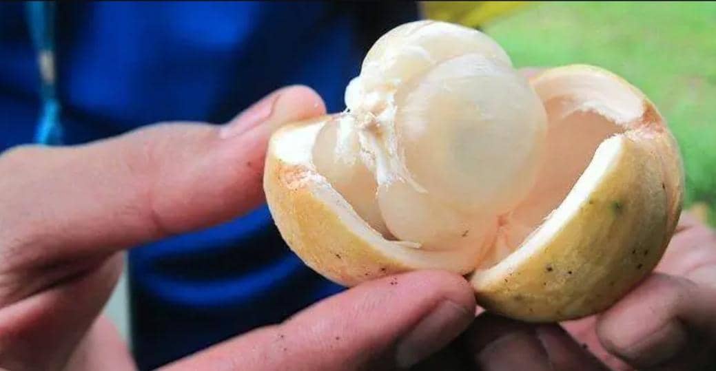 Ilustrasi buah duku.