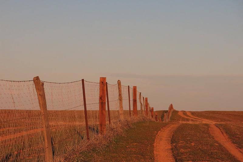 Dingo Fence