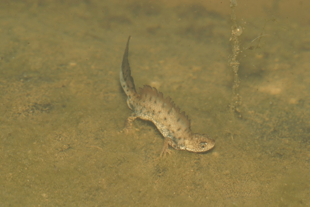 salamander jumbai utara