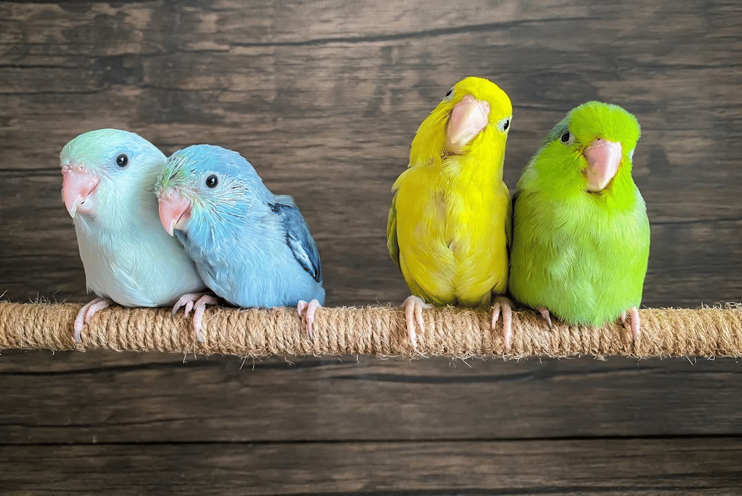 ilustrasi burung peliharaan