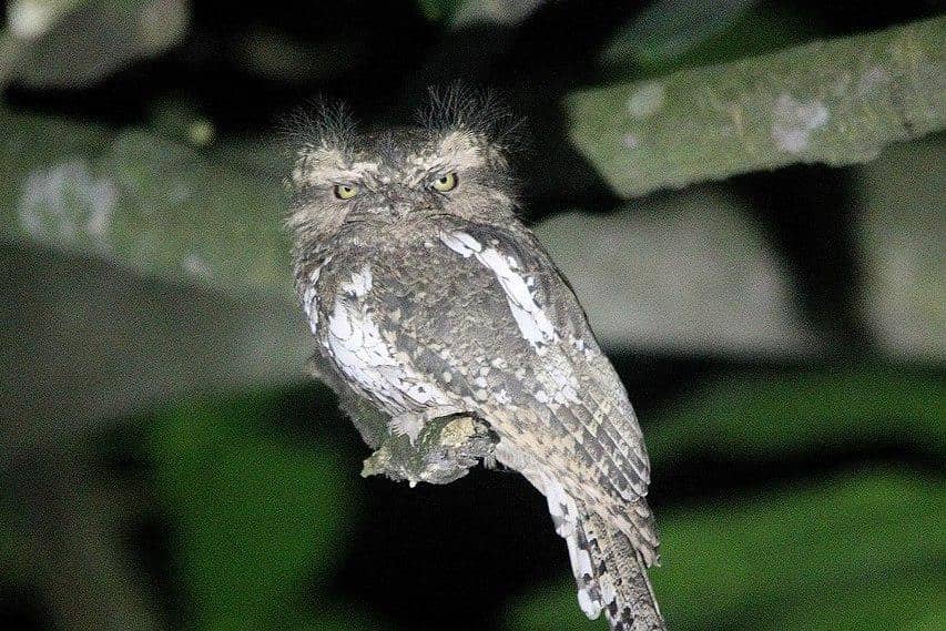 tampilan paruh kodok jawa