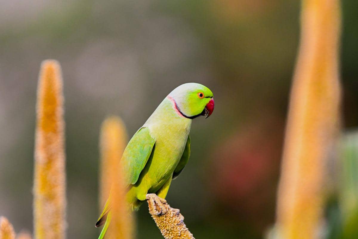 ilustrasi burung peliharaan