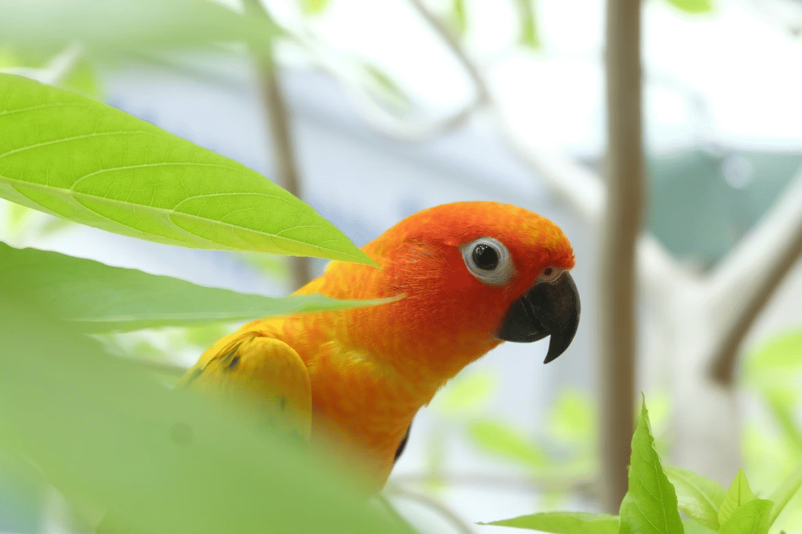 5 Hal yang Bikin Burung Peliharaan Stres, Harus Dihindari